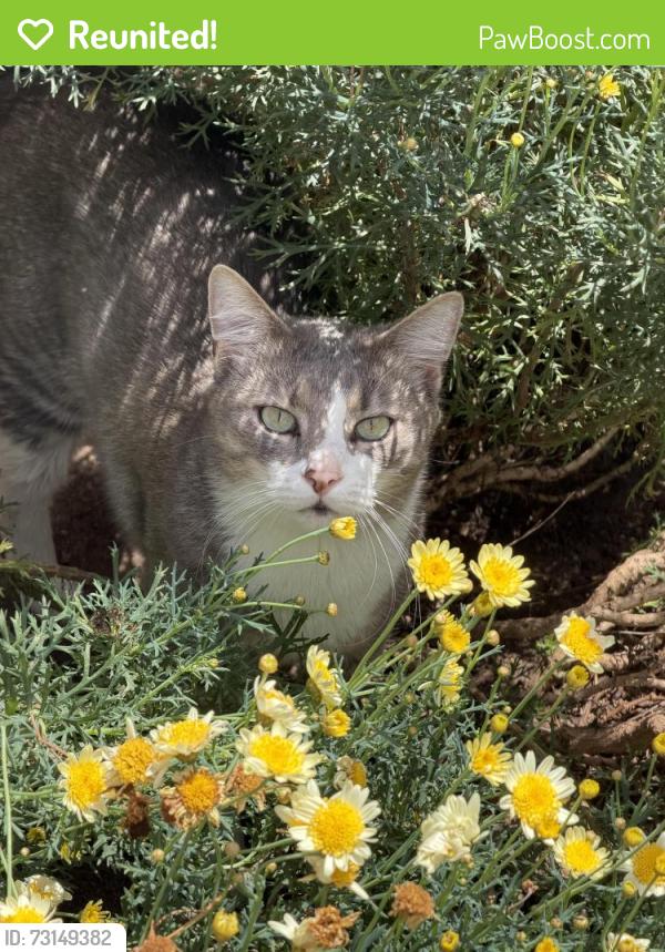 Reunited Male Cat last seen Elliot street, Reservoir, VIC 3073