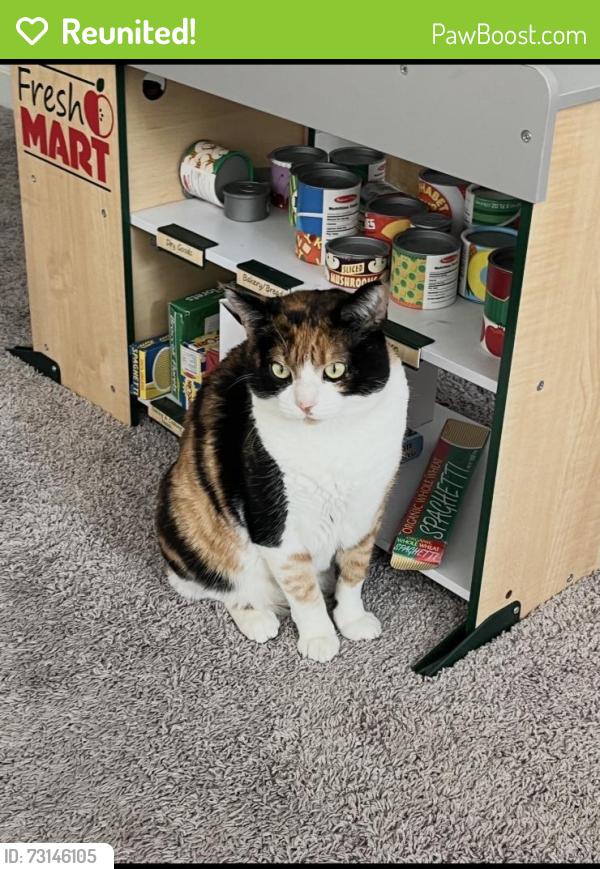 Reunited Female Cat last seen Bullard and Leonard, Clovis, CA 93619