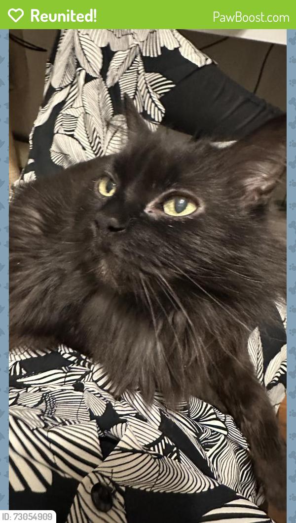 Reunited Female Cat last seen Gratiot between 23/24 Plymouth Village, Chesterfield, MI 48051
