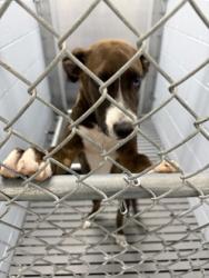 Shelter Stray Male Dog last seen Near Ef Thompkins ln, New Bern City Limits, NC, 1639 Old Airport Rd, New Bern, NC 28562, USA