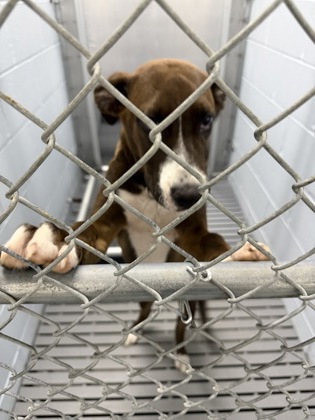 Shelter Stray Male Dog last seen Near Ef Thompkins ln, New Bern City Limits, NC, 1639 Old Airport Rd, New Bern, NC 28562, USA