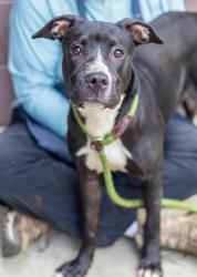 Shelter Stray Female Dog last seen Near Covington Dr Decatur, 30032, 30032, GA, 3280 Chamblee Dunwoody Rd, Chamblee, GA 30341, USA