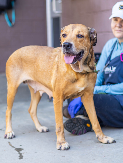 Shelter Stray Female Dog last seen Near Bonsal Road Conley, 30288, 30288, GA, 3280 Chamblee Dunwoody Rd, Chamblee, GA 30341, USA
