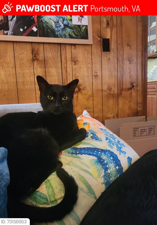 Lost Male Cat last seen Templar drive, Portsmouth, VA 23703