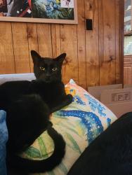 Lost Male Cat last seen Templar drive, Portsmouth, VA 23703