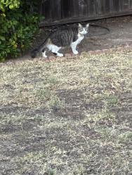 Found/Stray Unknown Cat last seen Blossom hill rd, San Jose, CA 95118