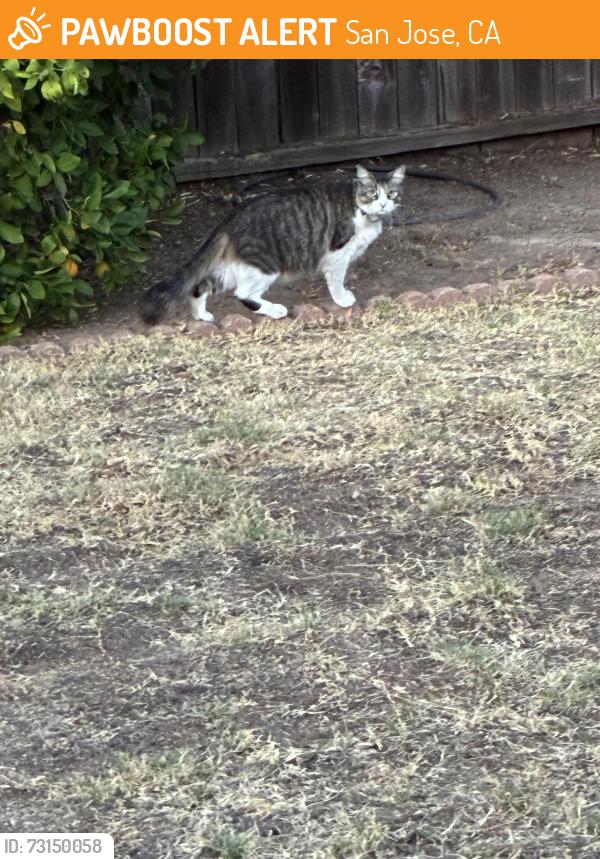 Found/Stray Unknown Cat last seen Blossom hill rd, San Jose, CA 95118