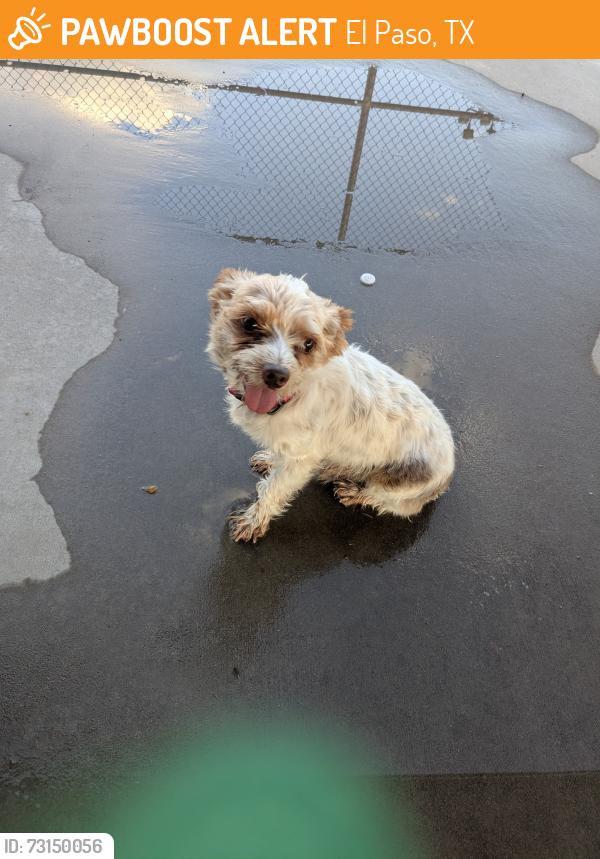 Found/Stray Male Dog last seen Presa and Hancock, El Paso, TX 79907