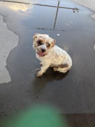 Found/Stray Male Dog last seen Presa and Hancock, El Paso, TX 79907