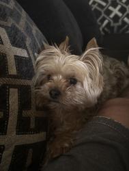Reunited Male Dog last seen Near Wellston Arlington Tx,76018, Arlington, TX 76018