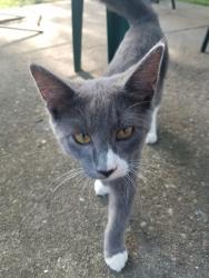 Found/Stray Male Cat last seen Near Hamilton cleves, Hamilton, OH 45013