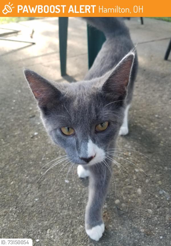 Found/Stray Male Cat last seen Near Hamilton cleves, Hamilton, OH 45013