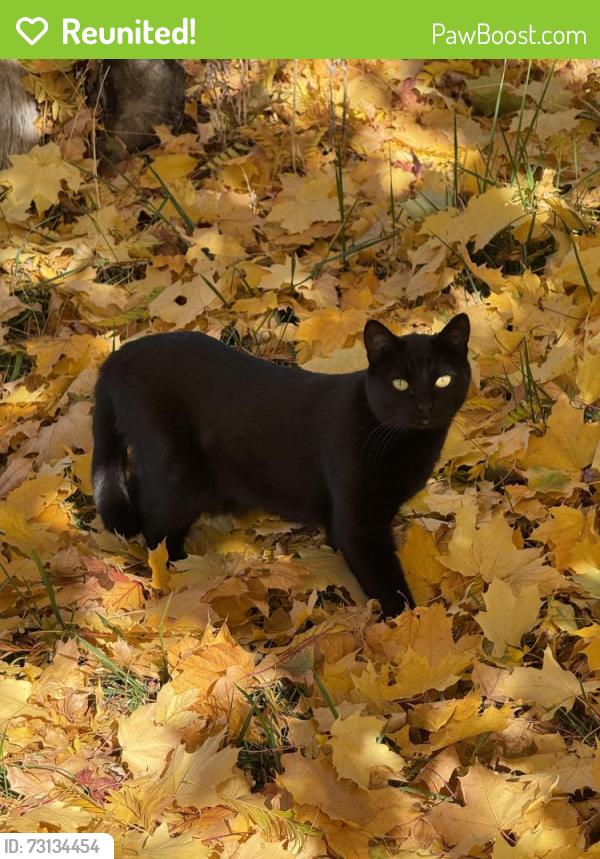 Reunited Female Cat last seen Fruitland Dr, Ogden, UT 84414