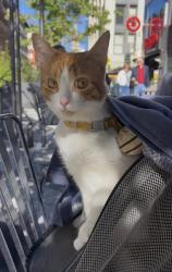 Lost Female Cat last seen Corona, Denver, CO 80218