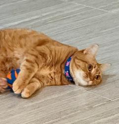 Lost Female Cat last seen Parkdale and Putman, McKinney, TX 75071