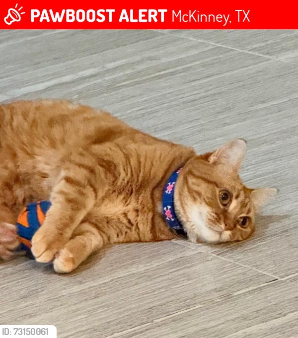 Lost Female Cat last seen Parkdale and Putman, McKinney, TX 75071