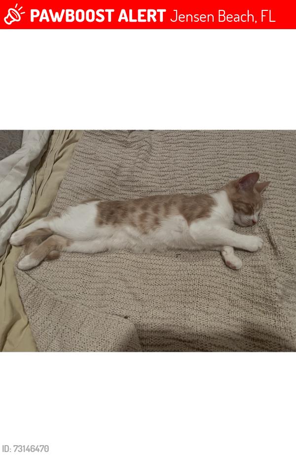 Lost Male Cat last seen Skyline and palmetto drive by Indian river drive, Jensen Beach, FL 34957