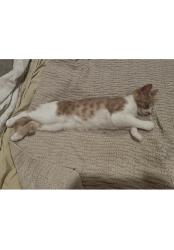 Lost Male Cat last seen Skyline and palmetto drive by Indian river drive, Jensen Beach, FL 34957