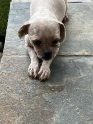 Found/Stray Female Dog last seen E. San Miguel and 40th Street, Phoenix, AZ, Paradise Valley, AZ 85253