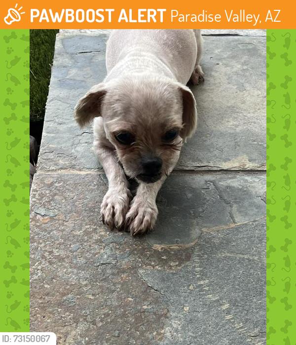 Found/Stray Female Dog last seen E. San Miguel and 40th Street, Phoenix, AZ, Paradise Valley, AZ 85253