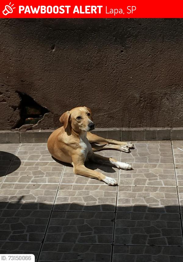 Lost Male Dog last seen Próximo ao Goodstorage lapa, Lapa, SP 
