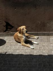 Lost Male Dog last seen Próximo ao Goodstorage lapa, Lapa, SP 