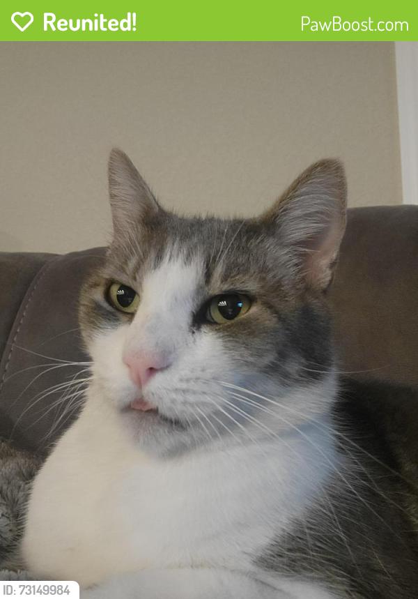 Reunited Male Cat last seen Pruett Drive and Crawford, Roseville, CA 95747