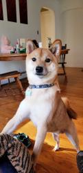 Reunited Male Dog last seen Last seen around Warren Rd, Ann Arbor, Ann Arbor, MI 48187