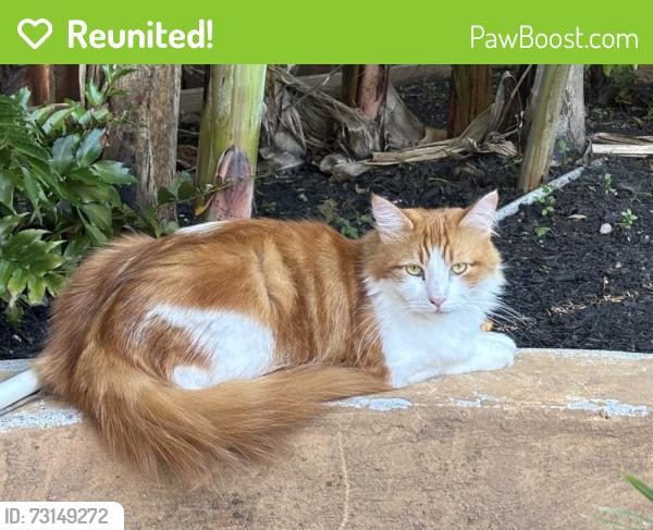 Reunited Male Cat last seen Foreland drive x Brentonwood Lane, Houston, TX 77077