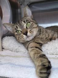 Shelter Stray Female Cat last seen Summers Ridge Drive, ODENTON, MD, 21113, 411 Maxwell Frye Rd, Millersville, MD 21108, USA