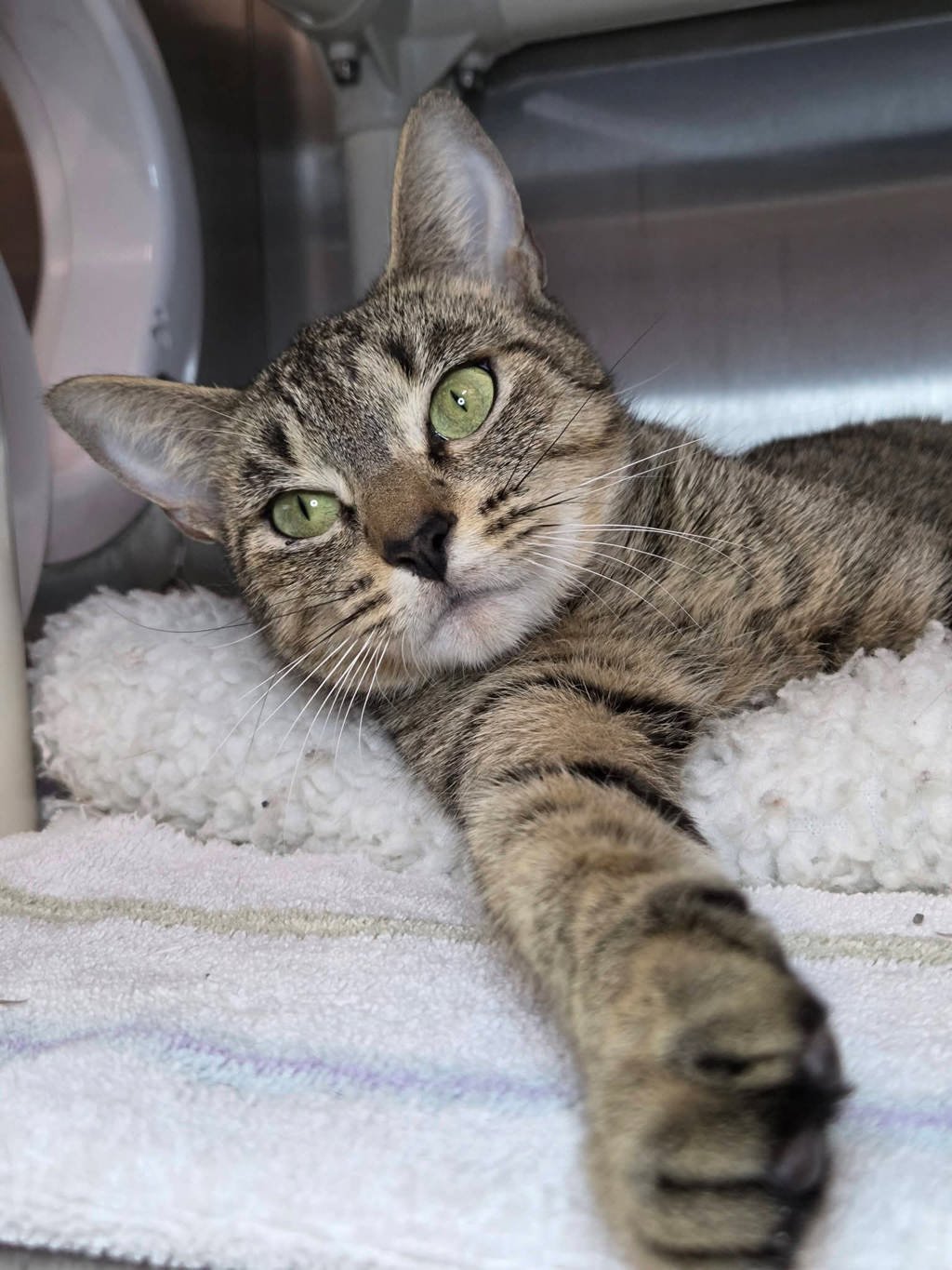 Shelter Stray Female Cat last seen Summers Ridge Drive, ODENTON, MD, 21113, 411 Maxwell Frye Rd, Millersville, MD 21108, USA