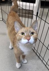 Shelter Stray Female Cat last seen Conoy Court, MILLERSVILLE, MD, 21108, 411 Maxwell Frye Rd, Millersville, MD 21108, USA