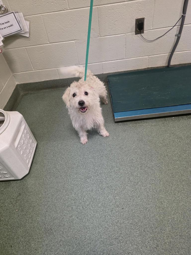 Shelter Stray Male Dog last seen Goolsby Avenue, North Chesterfield, VA, 23234, 9300 Public Works Rd, Chesterfield, VA 23832, USA