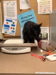 Shelter Stray Unknown Cat last seen Near Coach Circle, VIRGINIA BEACH, VA, 23462, 341 S Birdneck Rd, Virginia Beach, VA 23451, USA