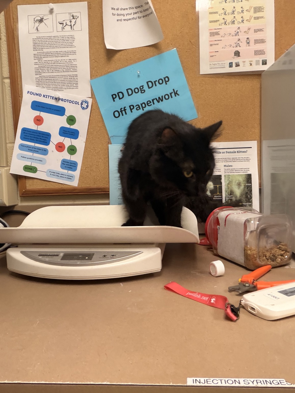 Shelter Stray Unknown Cat last seen Near Coach Circle, VIRGINIA BEACH, VA, 23462, 341 S Birdneck Rd, Virginia Beach, VA 23451, USA