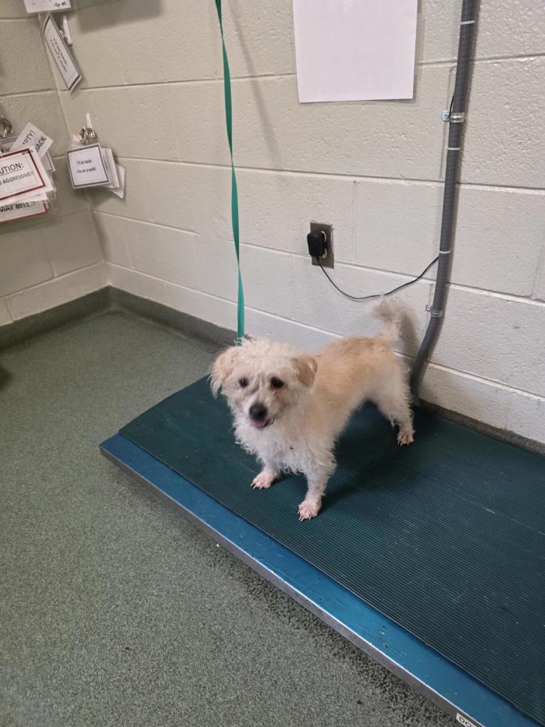 Shelter Stray Female Dog last seen Goolsby Avenue, North Chesterfield, VA, 23234, 9300 Public Works Rd, Chesterfield, VA 23832, USA