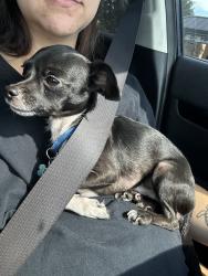 Reunited Male Dog last seen Southern Blvd, Cleburne, TX 76033, USA, Cleburne, TX 76033