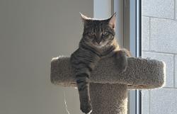 Reunited Female Cat last seen Chain Bridge and BLAKE LANE / Oak Manor, Oakton, VA 22124