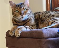 Lost Male Cat last seen Chastain x Calle Brittany, Los Angeles, CA 90272
