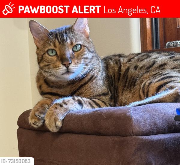 Lost Male Cat last seen Chastain x Calle Brittany, Los Angeles, CA 90272