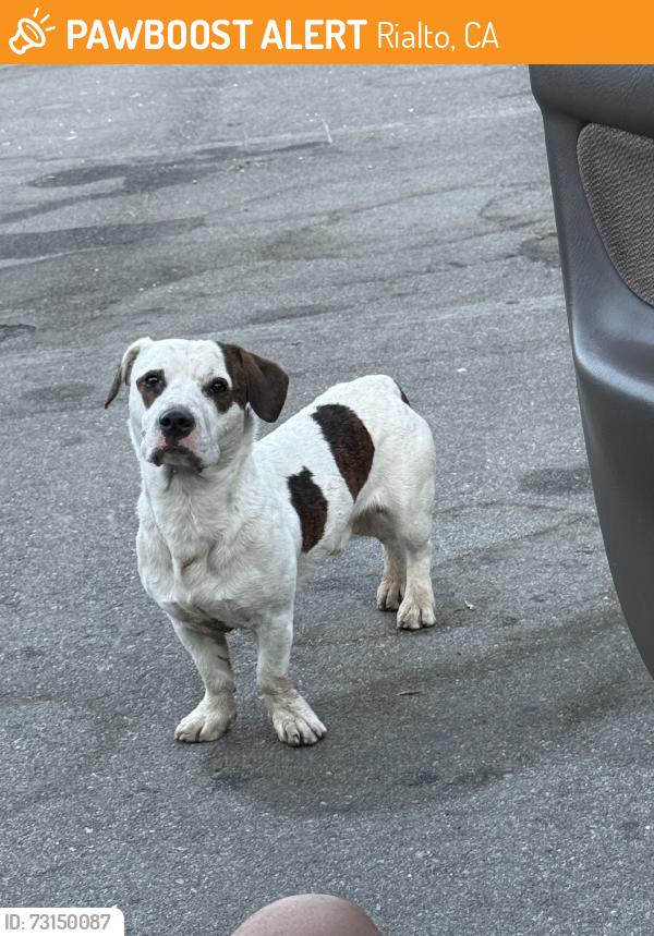 Found/Stray Male Dog last seen Pepper, Rialto, CA 92376