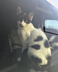 Lost Female Cat last seen Marbelton rd, unicoi, Unicoi, TN 37692