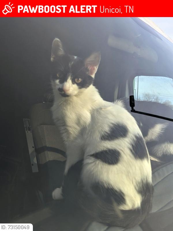 Lost Female Cat last seen Marbelton rd, unicoi, Unicoi, TN 37692