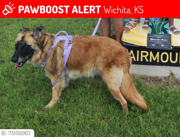 Lost Female Dog last seen 15th and hillside, Wichita, KS 67214