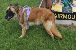 Lost Female Dog last seen 15th and hillside, Wichita, KS 67214
