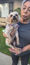Found/Stray Female Dog last seen Brockton ave, Riverside, CA 92501