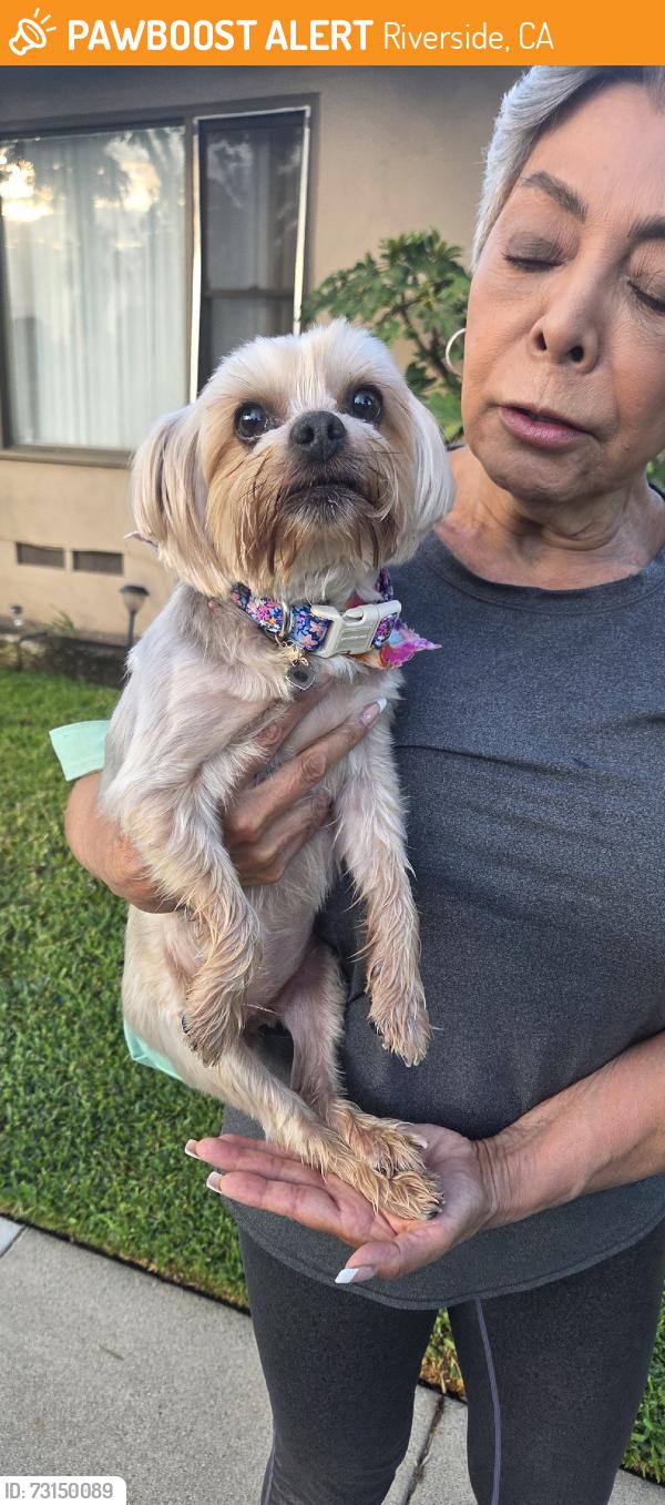Found/Stray Female Dog last seen Brockton ave, Riverside, CA 92501