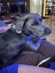 Reunited Female Dog last seen Briarwood Creek Addn - Springcreek Dr, Oklahoma City, OK 73170