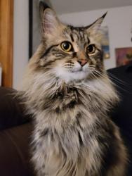 Reunited Female Cat last seen Market st, Salem, OR 97301