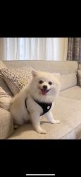 Reunited Male Dog last seen Near Regal Crest Dr, Clifton, VA 20124, USA, Clifton, VA 20124